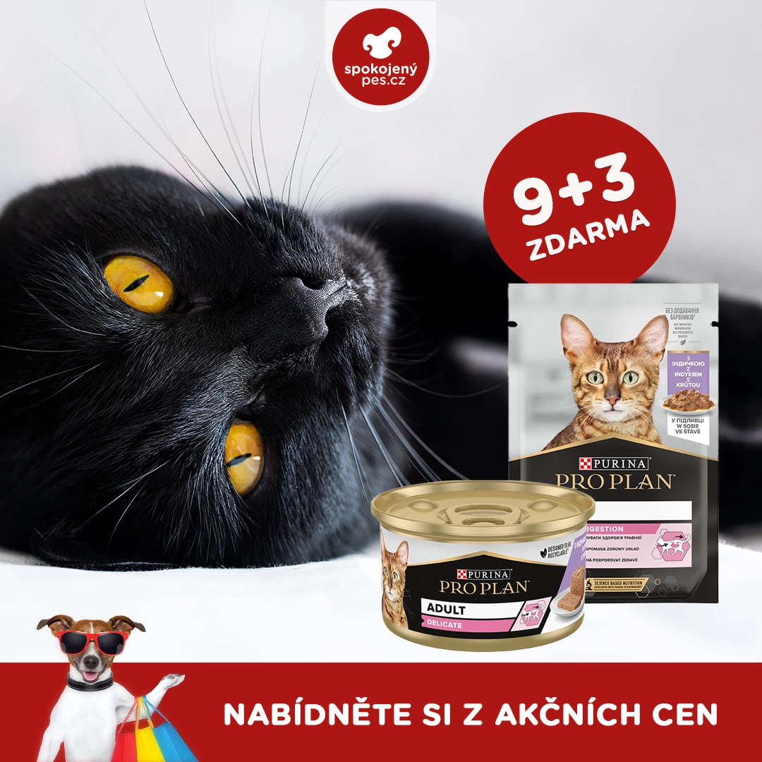 cat01 - kopie.webp